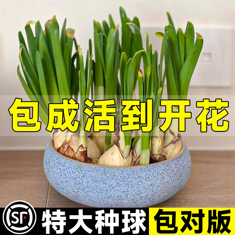 漳州水仙花种球水培盆栽重瓣四季开花室内花卉植物水培冬季好养活