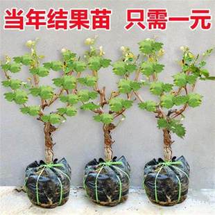 葡萄树苖特大巨峰葡萄苗爬藤阳光玫瑰葡萄树苗北南方种植果树果苗