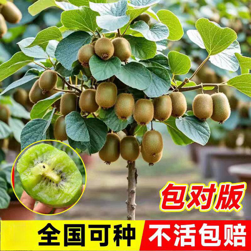 红心猕猴桃树苗嫁接奇异果苗阳台盆栽水果庭院地栽耐寒南北方种植