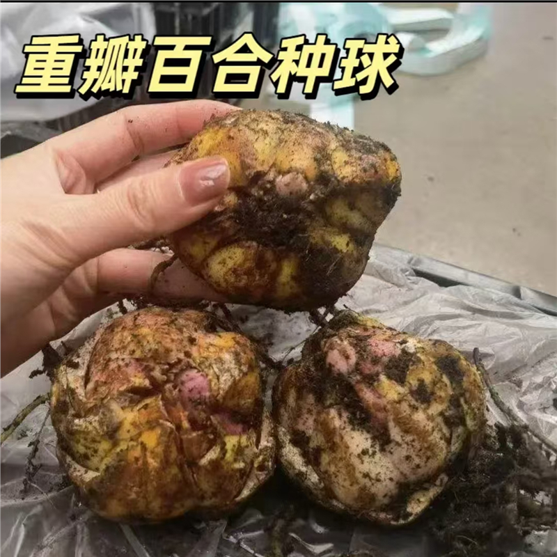 进口香水百合种球好养易活