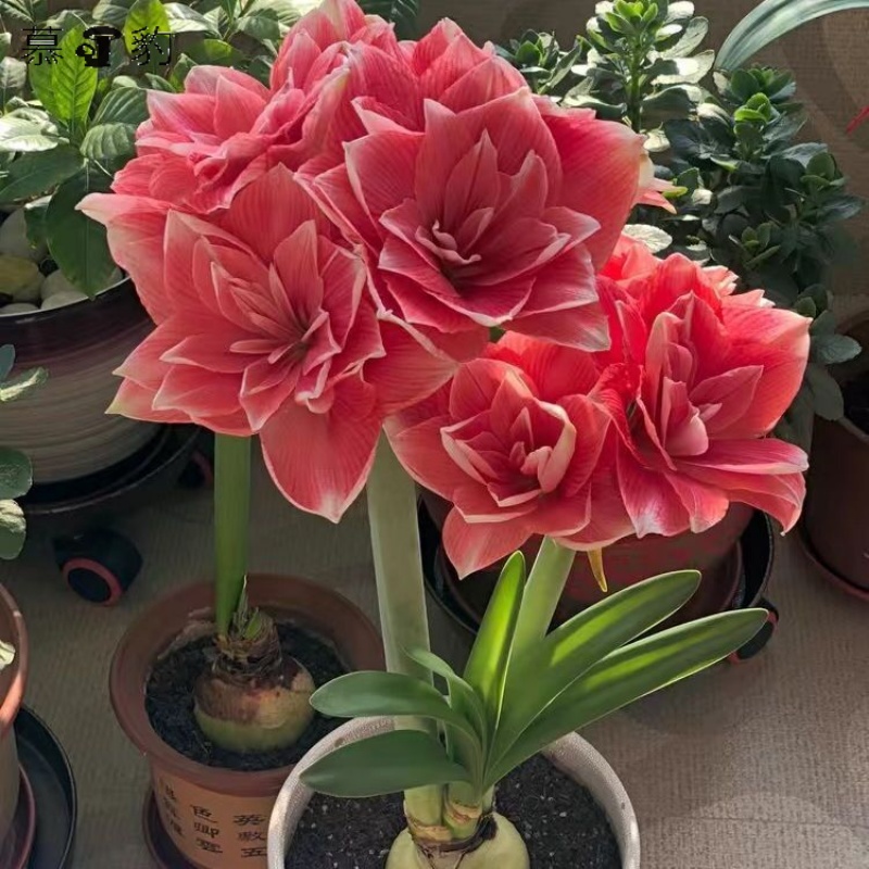 【常年开花】荷兰重瓣朱顶