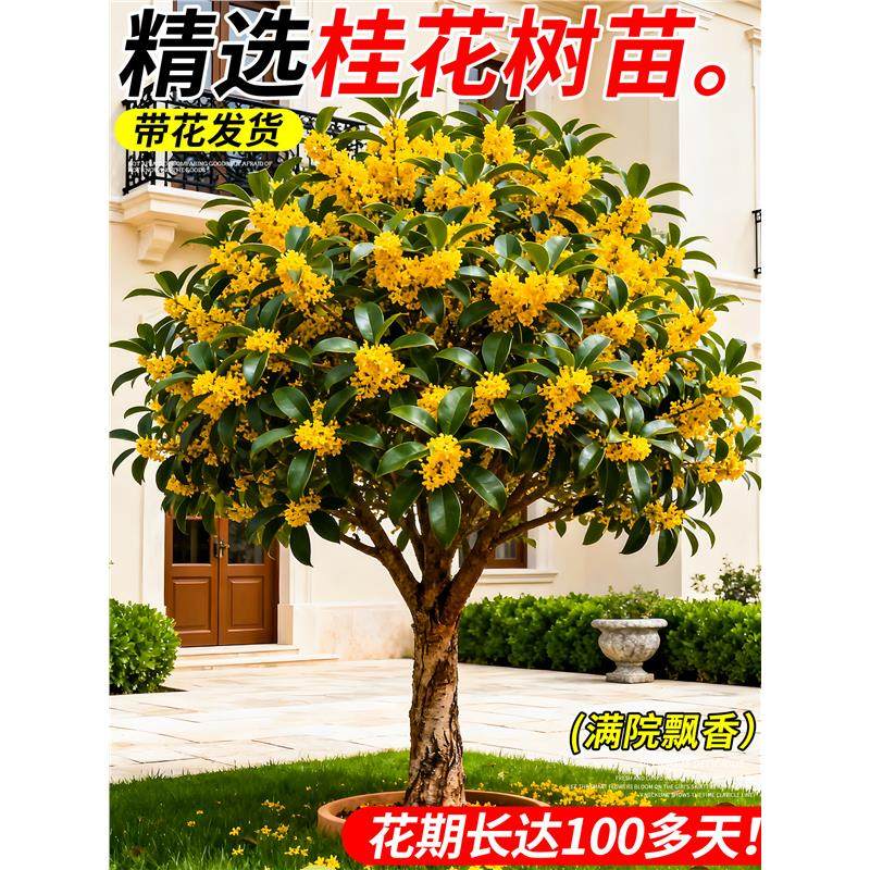 浓香型桂花树苗庭院地栽原生金桂大树名贵四季桂老桩盆栽北方耐寒,文具电教/文化用品/商务用品,活页胶圈,淘宝优惠券,粉丝福利购,淘宝优惠卷