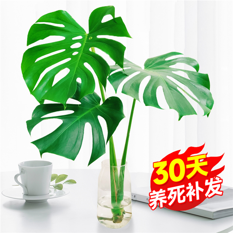 水培植物龟背竹盆栽老桩四