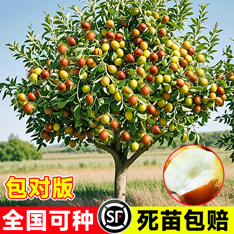 枣树活苗嫁接冬地栽果当年