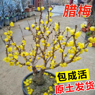 腊梅树苗盆栽花卉植物室内庭院四季 开花浓香梅花耐寒老桩盆景绿植