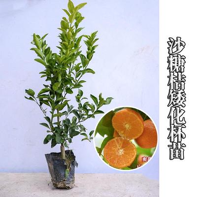 【原土发货】营养杯苗四