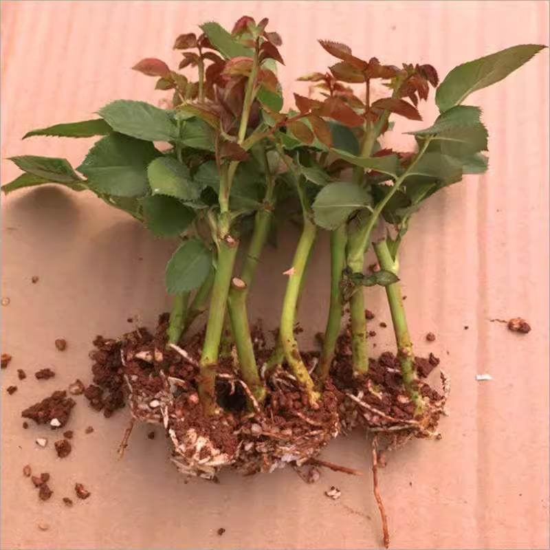 128元10棵玫瑰花苗月季扦