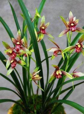 特价8苗 小国魂 逸红双娇 兰花四季开花浓香型建兰室内盆栽 花卉