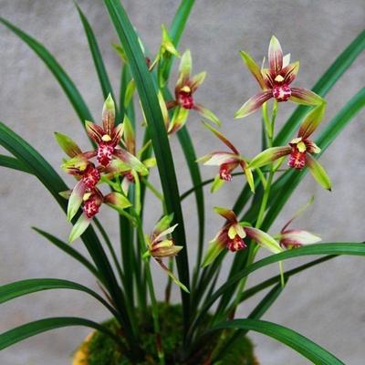 特价8苗小国魂逸红双娇兰