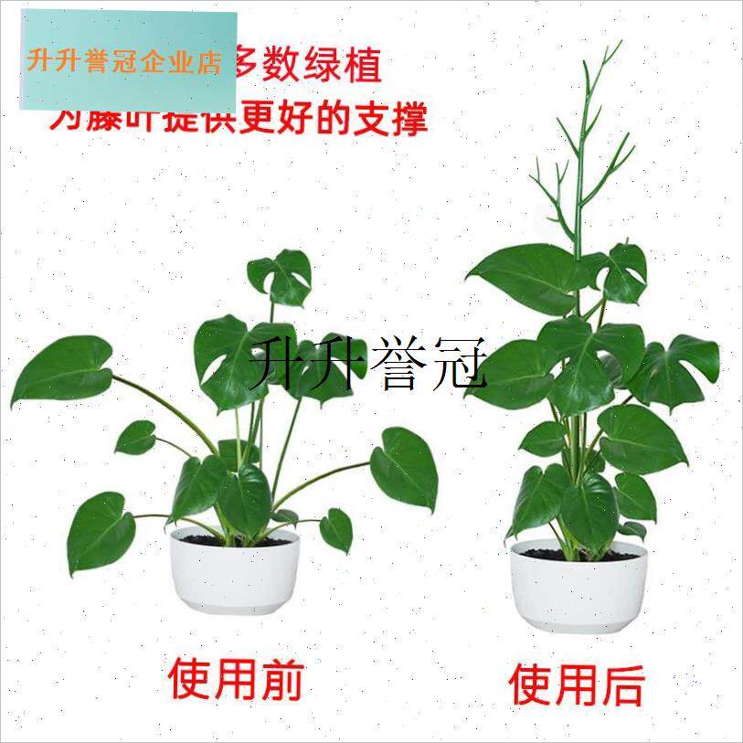 文竹支撑a架植物固定防倒伏龟背竹支撑杆绿萝爬藤花架支架园艺造,