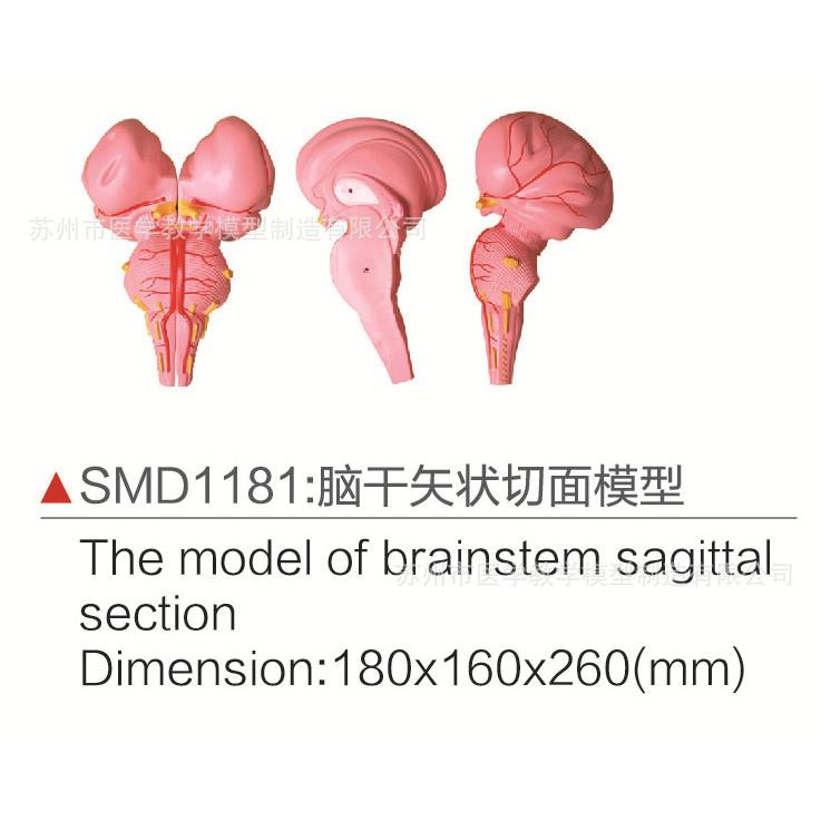 SMD1181脑干矢状切面模型