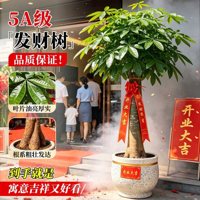 发财树单杆独杆大型盆栽室内客厅绿植办公室旺宅招财四季常青好养