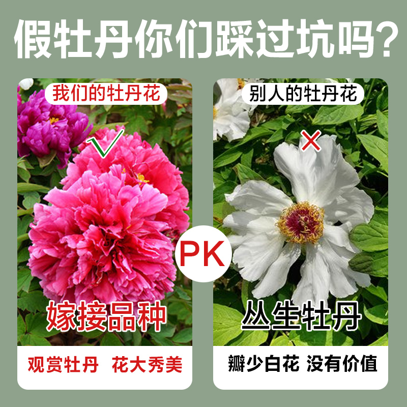 20枝条洛阳正宗牡丹花苗大苗观赏重瓣庭院牡丹花树苗盆栽牧丹花卉