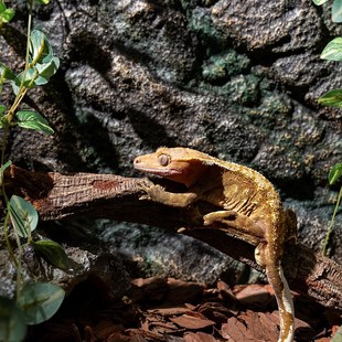 爬宠pu背景板造景玻璃缸守宫蜥蜴饲养箱专用立体背板装饰防水防腐