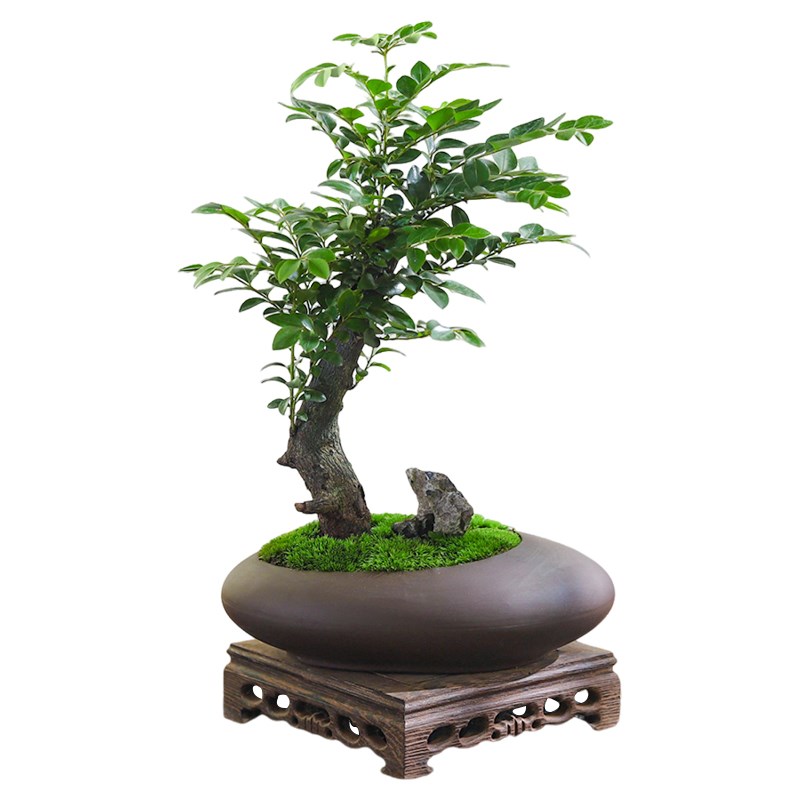 小叶紫檀盆栽室内桌面客厅好养花卉绿植中式造景摆件四季常青植物