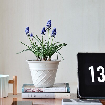 甜筒风信子陶瓷花盆兰花绿植蝴蝶兰陶土盆栽套盆白色陶盆高档设计