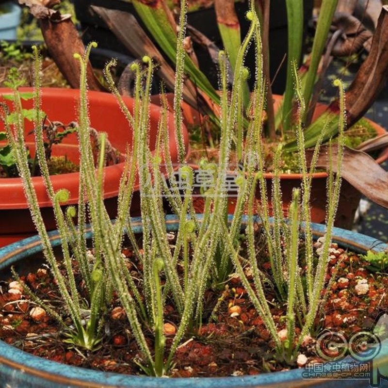 绿丝叶茅膏菜红小虫草堂食虫植物盆栽食虫草食人花大型捕蚊草食蝇,鲜花速递/花卉仿真/绿植园艺,绿植,淘宝优惠券,粉丝福利购,淘宝优惠卷