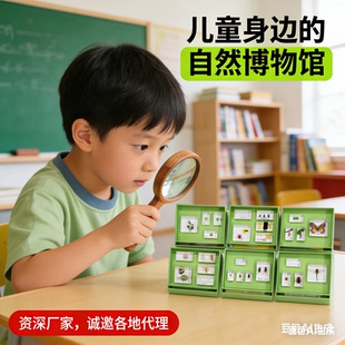 千帆幼儿园标本中班标本昆虫成长过程蜜蜂蝉菜粉蝶生活史自然教育