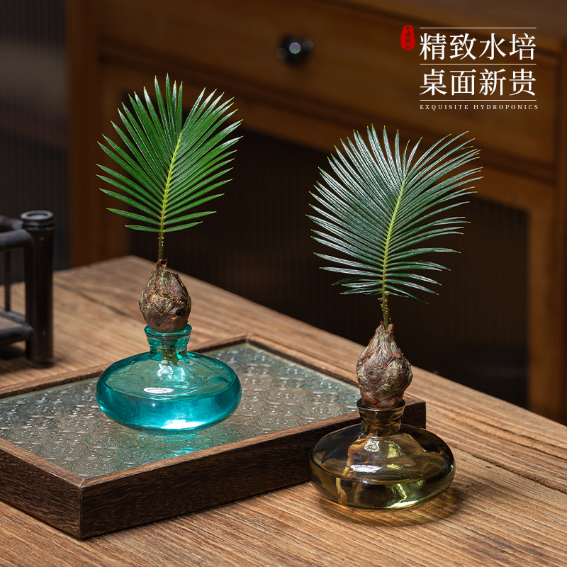 极速水培植物铁树小盆栽办公x室内桌面创意好养易活绿植盆景一帆