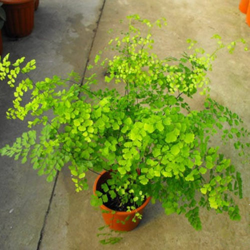 新品绿植花卉耐阴水培 铁线蕨盆栽铁丝草多年生常绿草Z本观叶绿植