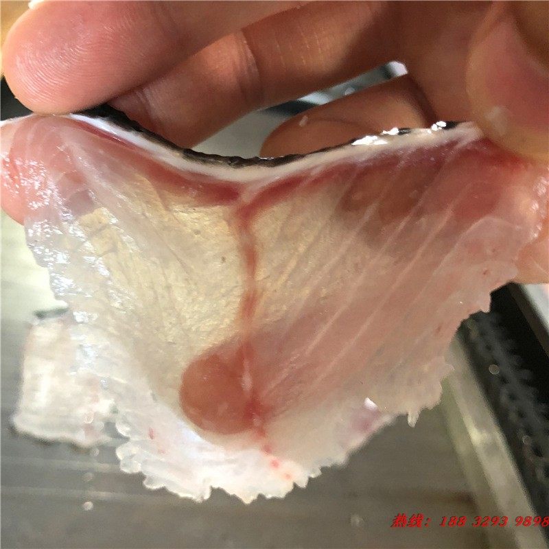 新品新商用全自动斜切p鱼片机 小型黑鱼草鱼巴沙鱼切片机  肉类鱼