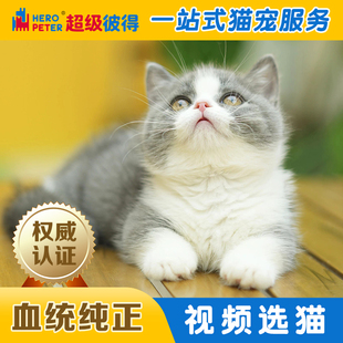 蓝白矮脚英国短毛幼猫纯种宠物猫中型猫咪短毛猫蓝白矮脚
