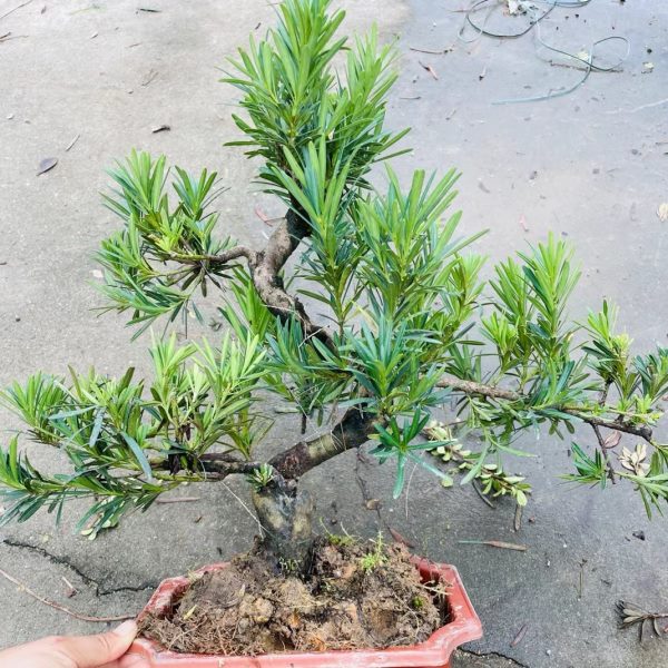 岭南盆景提根悬崖雀梅小叶雀舌罗汉松老桩福建茶游龙造型对节白蜡