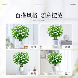 极速水培茉莉花盆栽横州虎t头茉莉四季开花老桩花苗室内绿植花卉