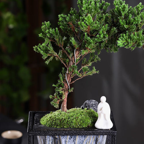 极速迎客松文竹h盆景室内鱼缸盆栽山水倒影玄关茶室房摆件绿植造