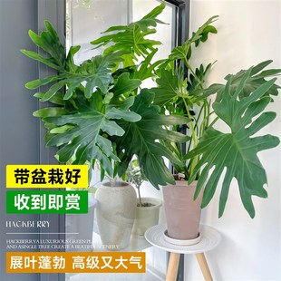 极速龙鳞春羽盆栽大叶o老桩观叶植物蔓绿绒春雨室内绿植好养活四