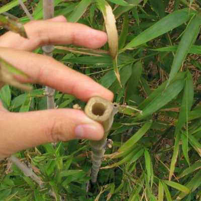 极速四方竹苗食用冬笋苗耐t寒植物大竹笋子苗好养盆地栽绿化造型