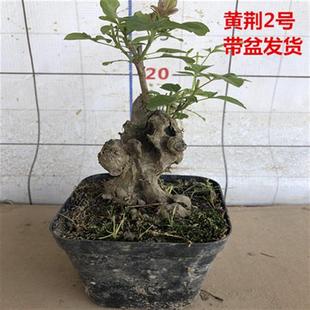 极速黄荆盆景树桩室Y外绿植盆栽