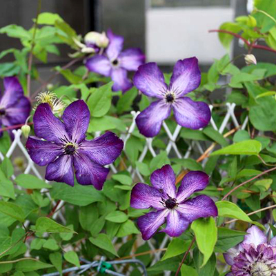 极速伟伟园艺 铁线莲超新星 x超级勤花强健地栽庭院拱门推荐晚花3