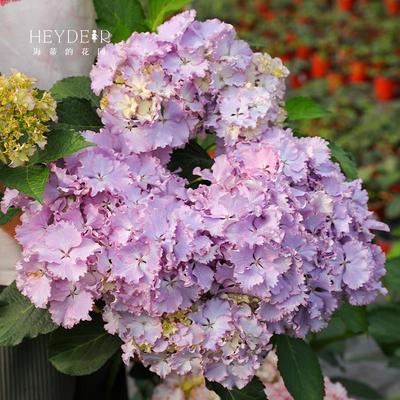 海蒂的花园莱昂大花绣球花苗阳台庭院多年生可调色花卉植物盆栽苗