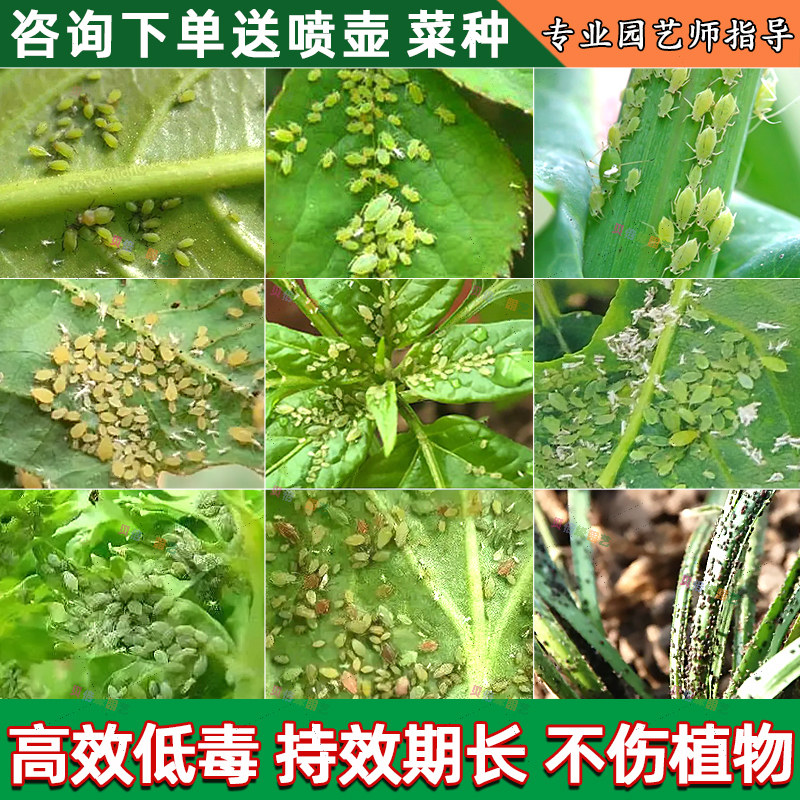蔬菜杀虫剂植物阳台二月兰四季青白菜花辣根线椒腻虫蚜虫专用农药,农用物资,杀虫剂,淘宝优惠券,粉丝福利购,淘宝优惠卷