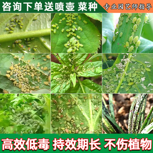 蔬菜杀虫剂植物阳台二月兰四季青白菜花辣根线椒腻虫蚜虫专用农药