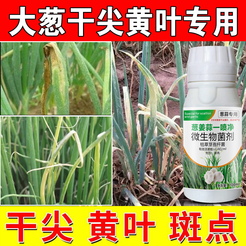 大葱专用药防干尖黄叶斑点