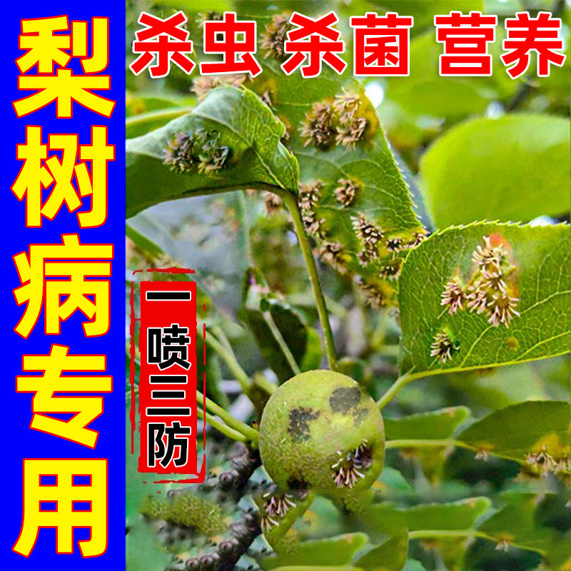 梨树锈病专用药铁黑斑白粉