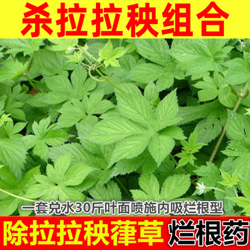 玉米小麦地强效拉拉秧专用除草剂