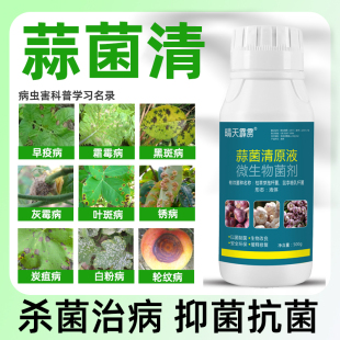 蒜菌清原液治疗大蒜紫斑病叶枯病根腐病锈病干尖黄叶微生物菌剂