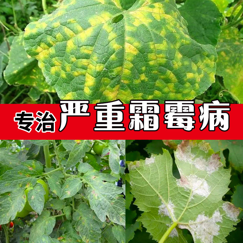 霜霉病专用药烯酰吗啉农黄