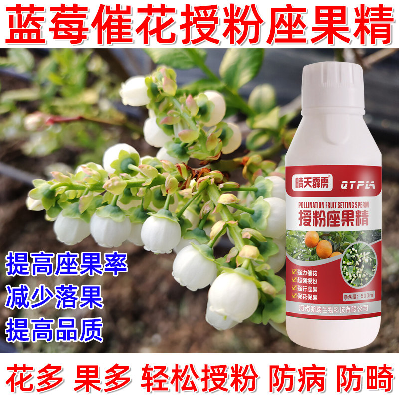 蓝莓授粉座果精催花增产专