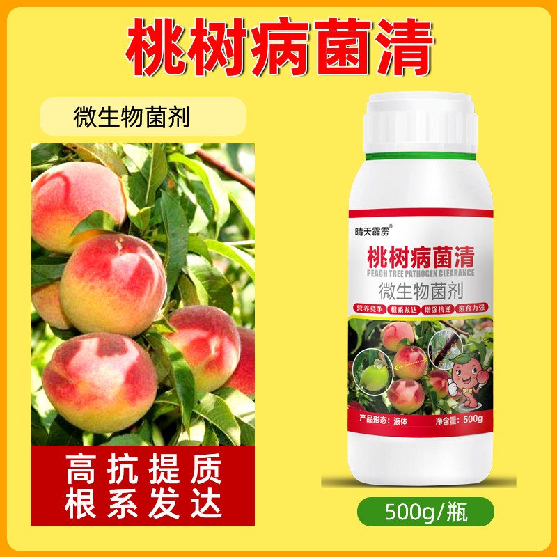 桃树病菌清流胶病炭疽病