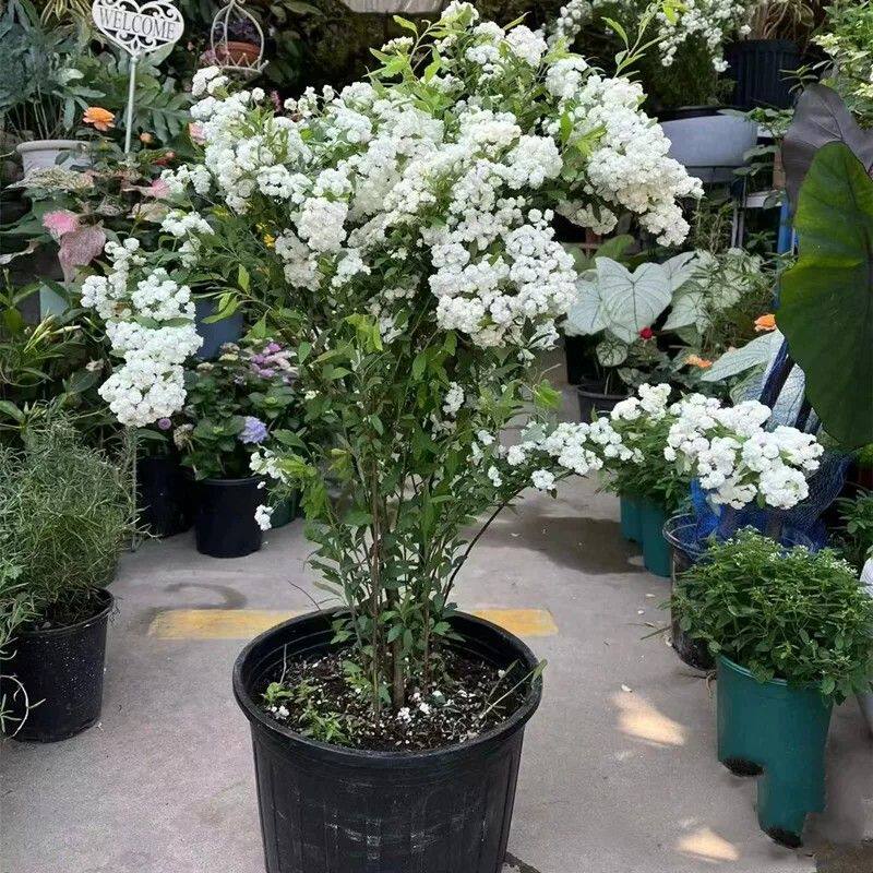 重瓣绣线菊八重小手球花卉绿植盆栽庭院耐寒菱叶绣线菊鲜切花耐热