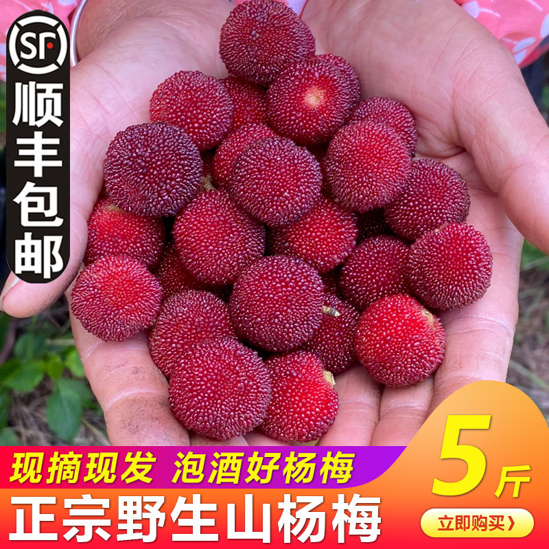 2026新鲜野生山杨梅泡酒专用