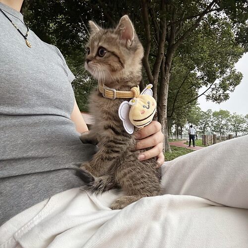 小蜜蜂牵引绳猫猫咪专用防走失小型犬外出防挣脱遛猫绳子项圈新