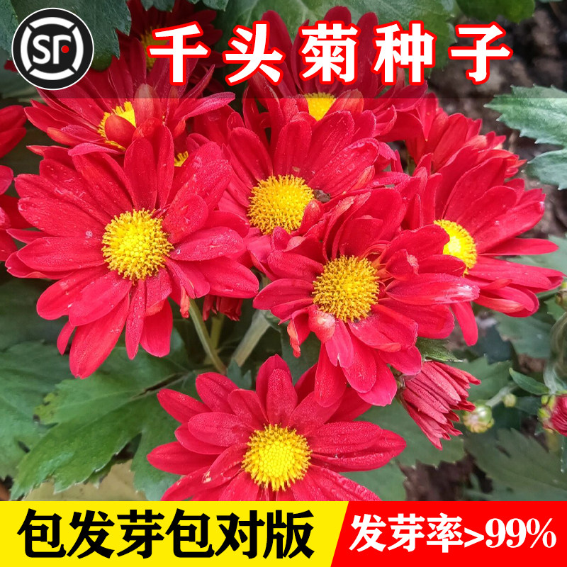 千头菊花籽菊花球菊小雏菊盆栽秋冬易活糖果千头菊种子花种籽子