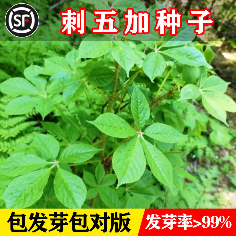 刺五加种子野生恩平簕菜苦刺心三叶五加苦甘菜榄树菜白簕花野菜籽
