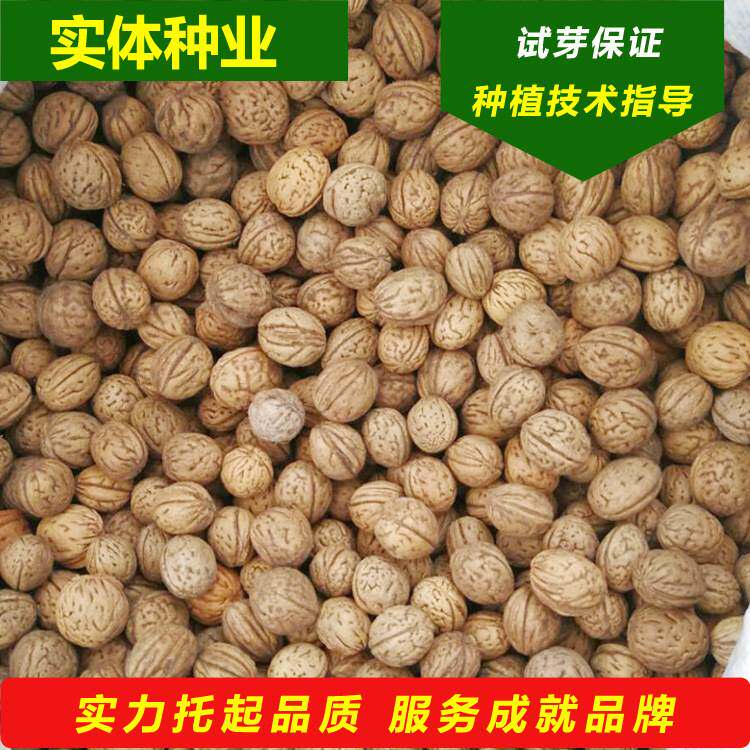 山核桃树种子南北方种植盆栽地栽嫁接薄壳纸皮文玩核桃树当年结果