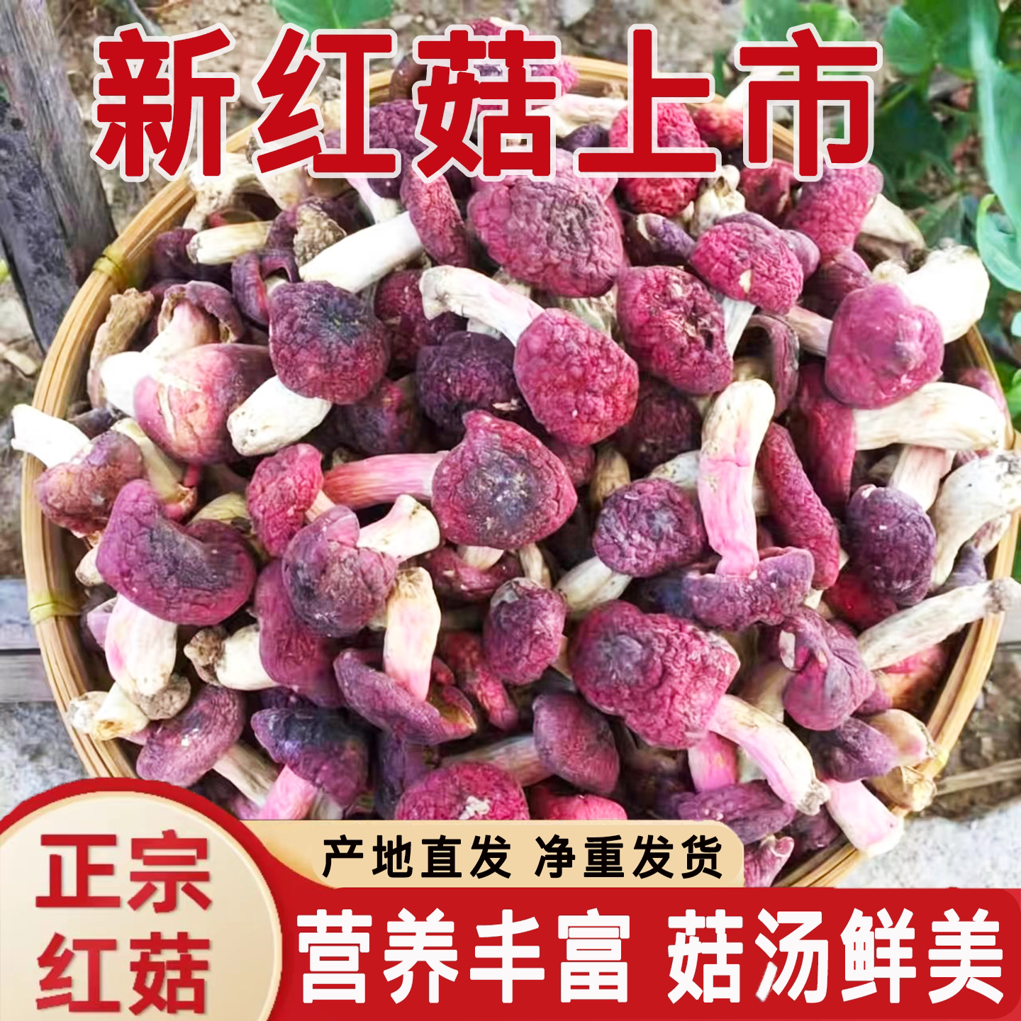 【净重新货】伏牛山红菇干货河南西峡红菇干货红香菌月子菇干货